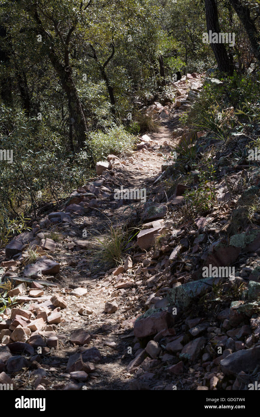 The Arizona Trail passing through oak and ponderosa pine trees in the Santa Rita Mountains, Coronado National Forest, Arizona Stock Photo