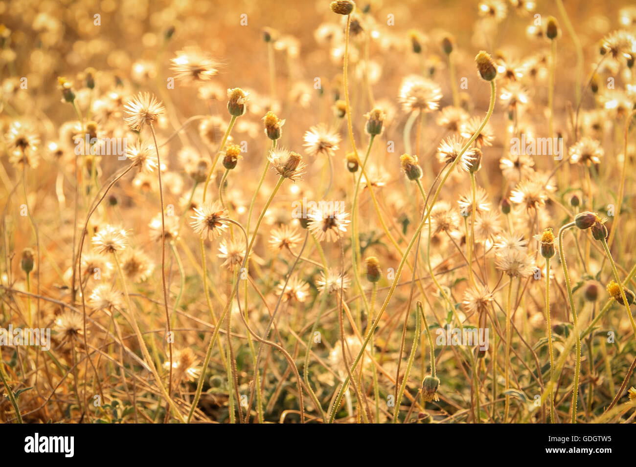 Tridox procumbens grass field with sunlight in the evening Stock Photo