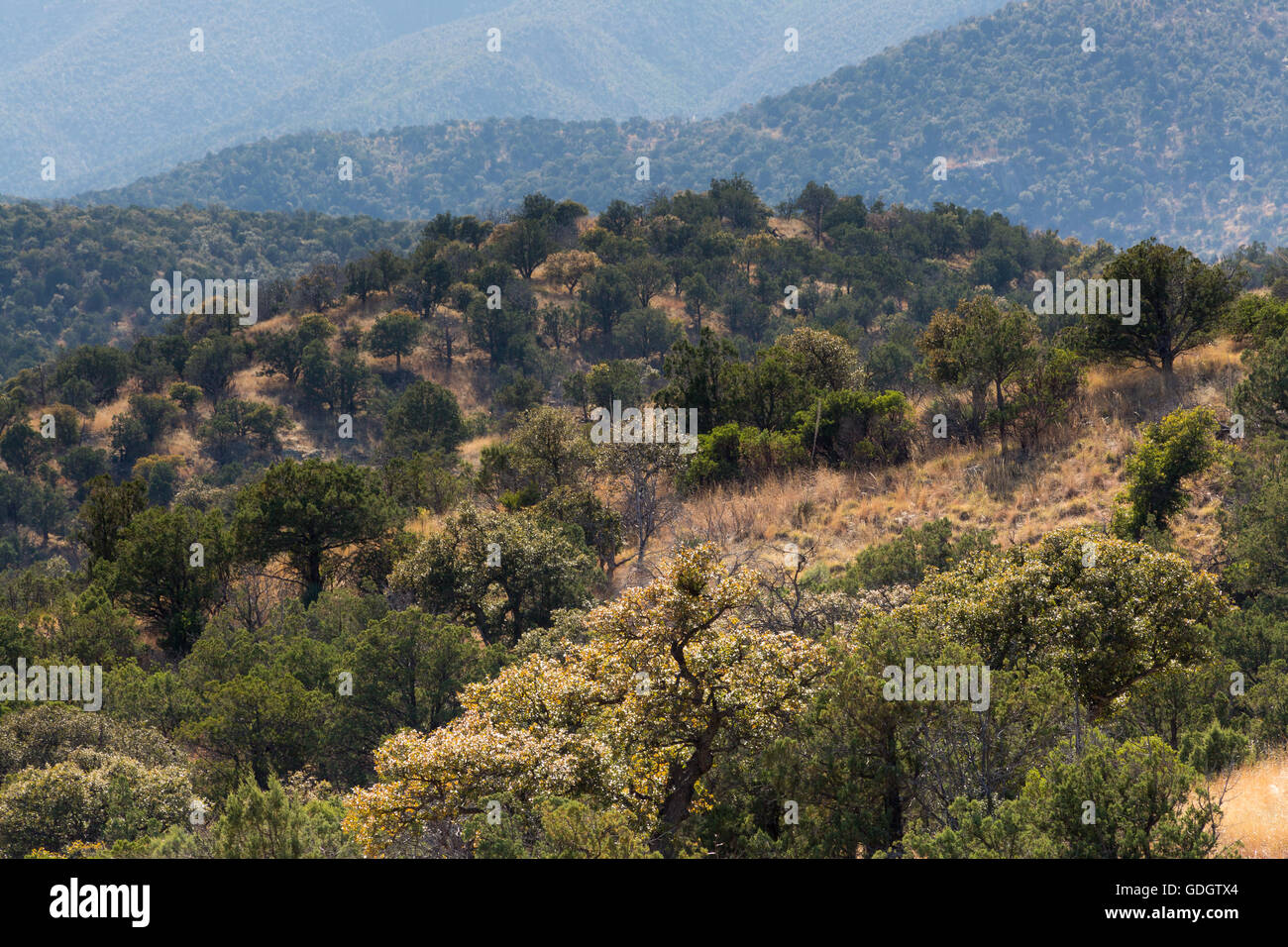 The foothills of the Santa Rita Mountains coated in oak, juniper, and pinyon pine trees. Coronado National Forest, Arizona Stock Photo