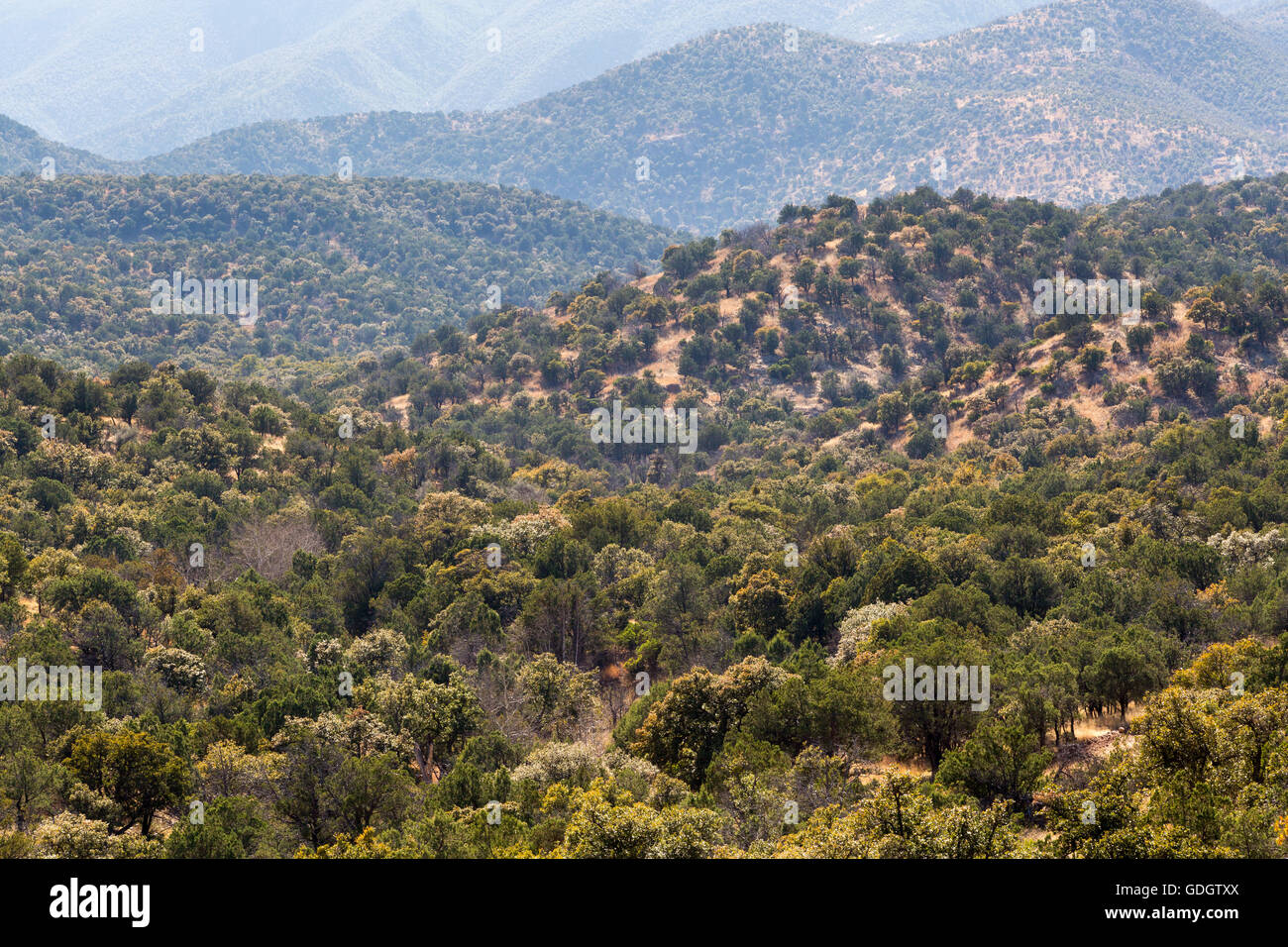 The foothills of the Santa Rita Mountains coated in oak, juniper, and pinyon pine trees. Coronado National Forest, Arizona Stock Photo