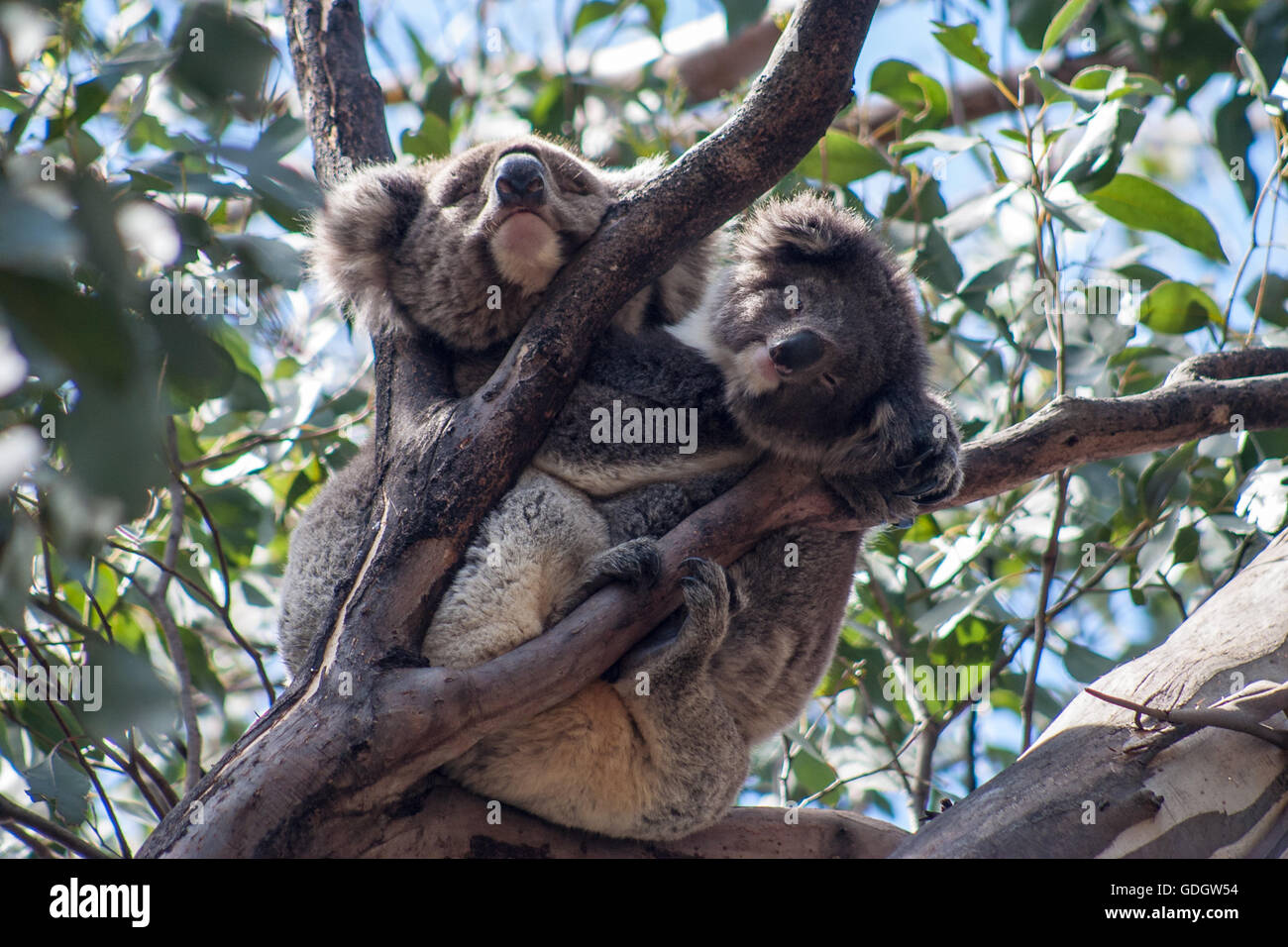 Koala on Kangaroo Island Stock Photo Alamy