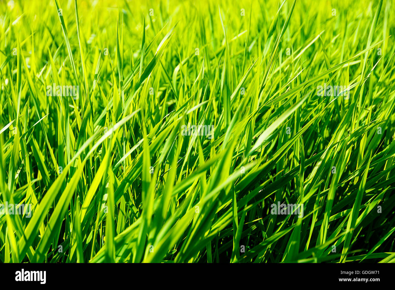 Beautiful light green grass. Green sructure background Stock Photo Alamy