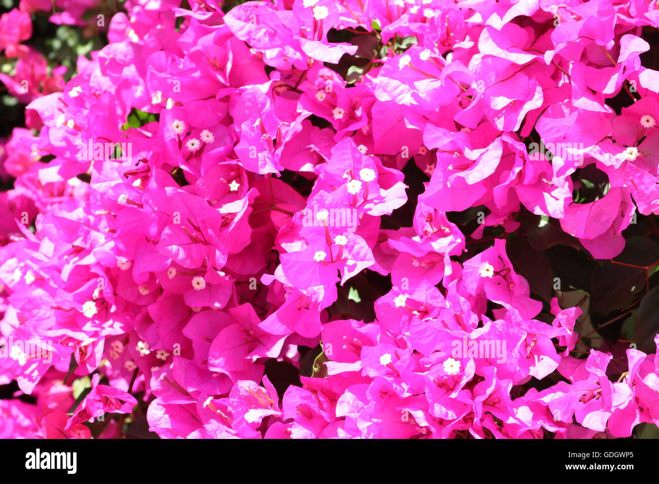 bougainvillea flowers Stock Photo