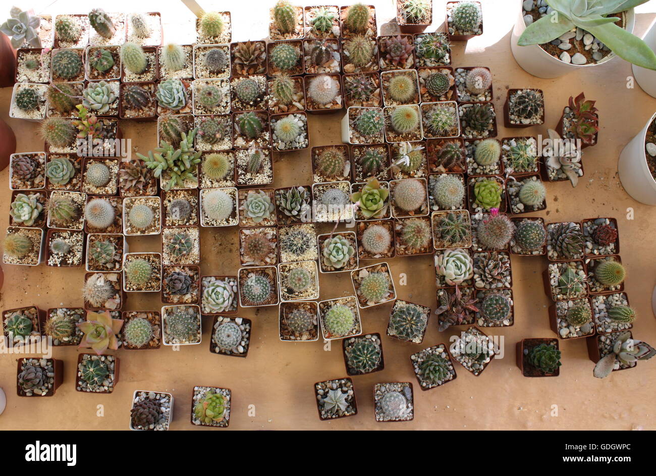 cactus and succulent collection Stock Photo