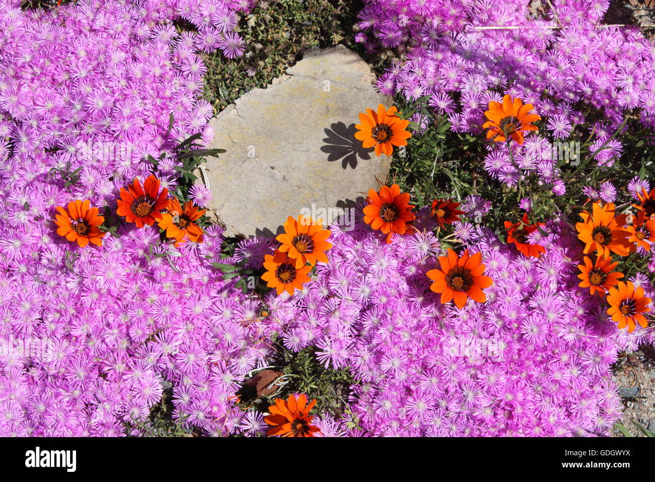 Spring flowers in south africa hires stock photography and images Alamy