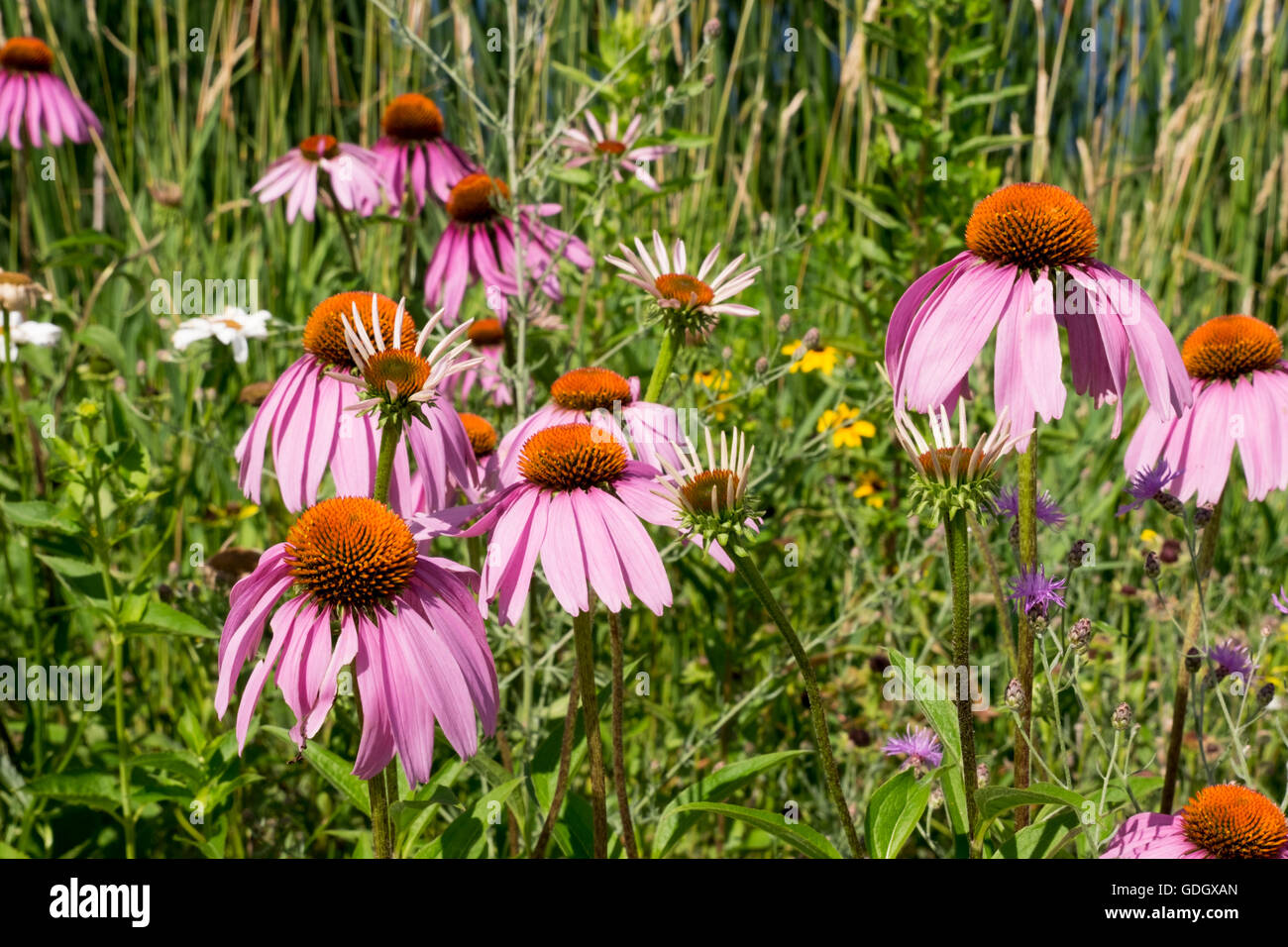 A stand of purple coneflowers growing on the banks of White Lake neat Whitehall, Michigan. Stock Photo