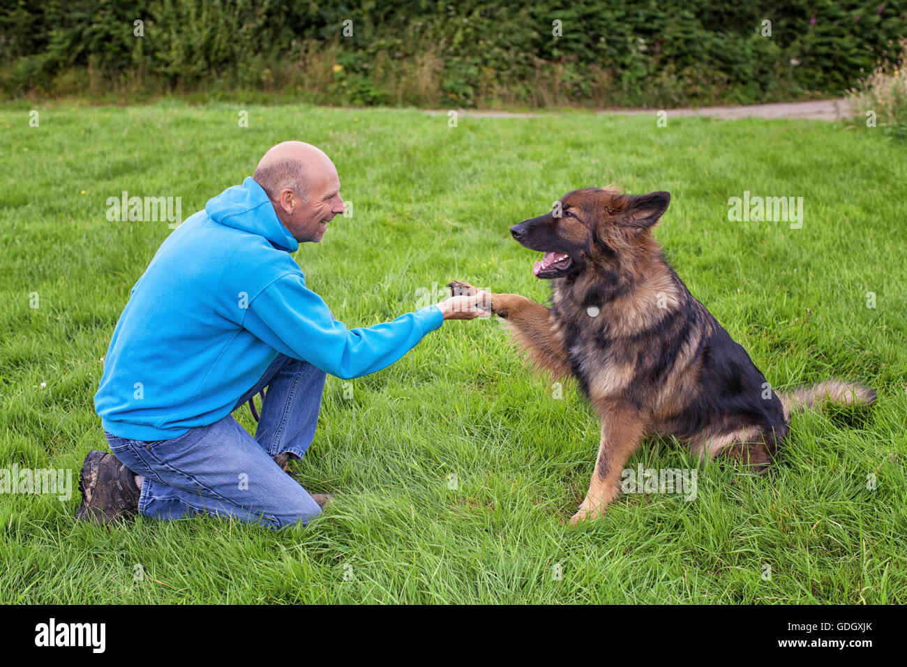 German Shepherd Dog shaking this owners hand. They are outside on grass ...