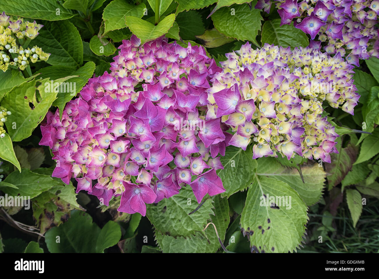 Pink mophead hydrangea plant starting to flower, you can see green