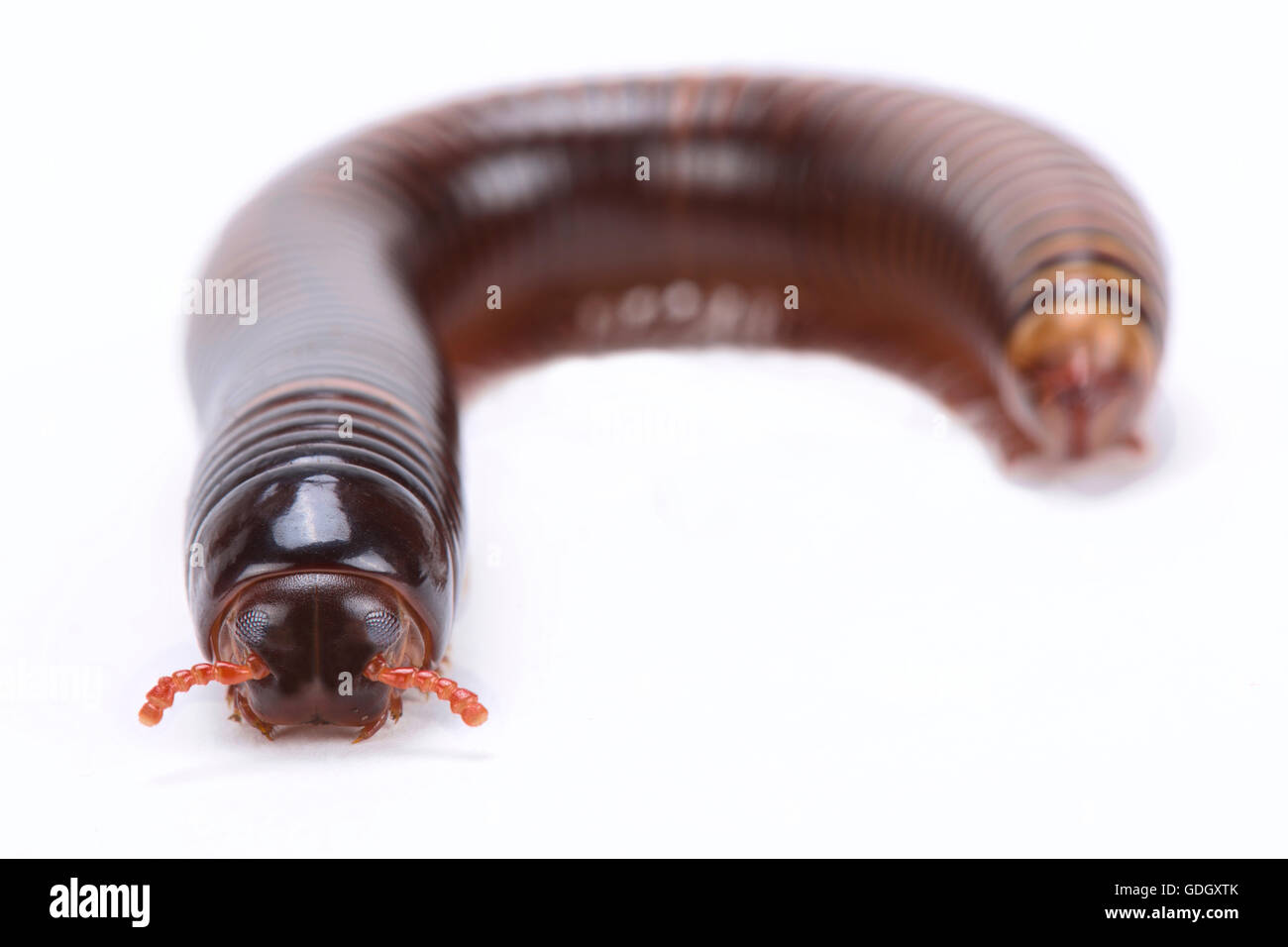 Chocolate millipede (Pelmatojulus ligulatus) Stock Photo