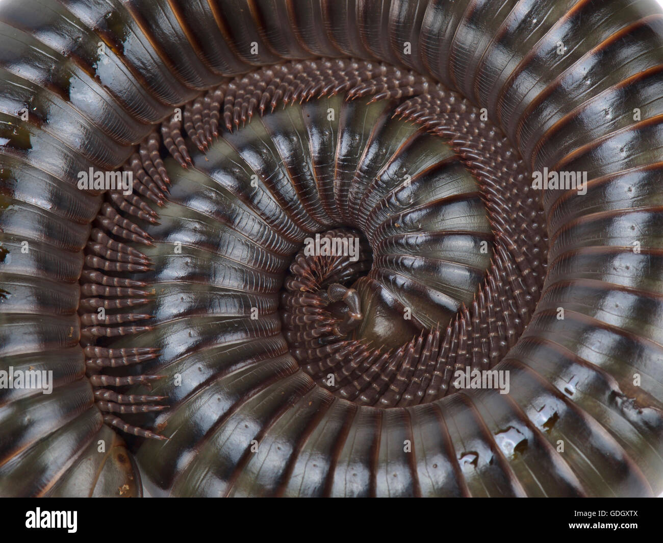 Giant African Olive millipede (Telodeinopus aoutii) Stock Photo