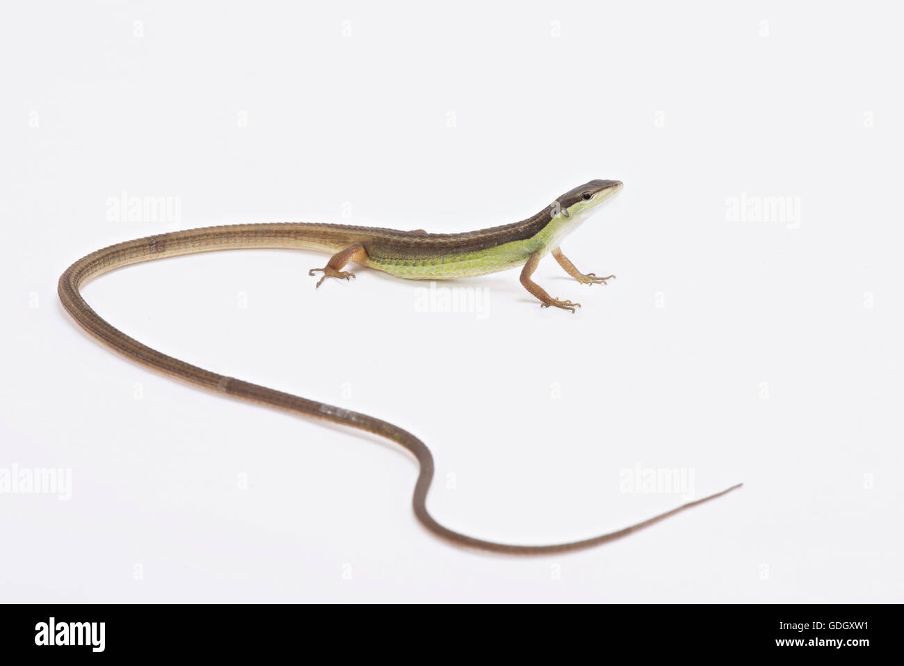 Long-tailed grass lizard (Takydromus sexlineatus) Stock Photo