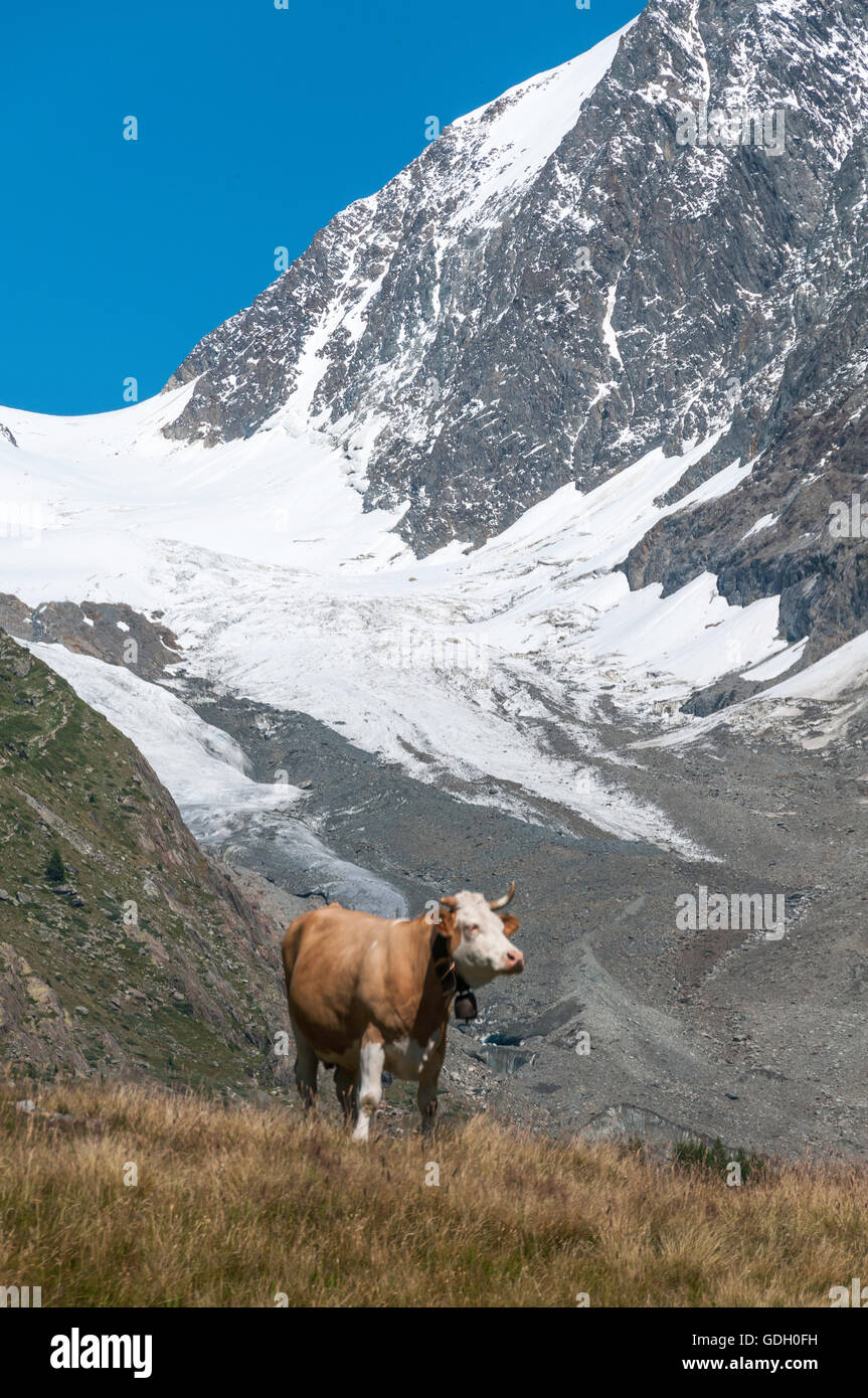 cows in the Switzerland mountains with the falzeralp in the background Stock Photo