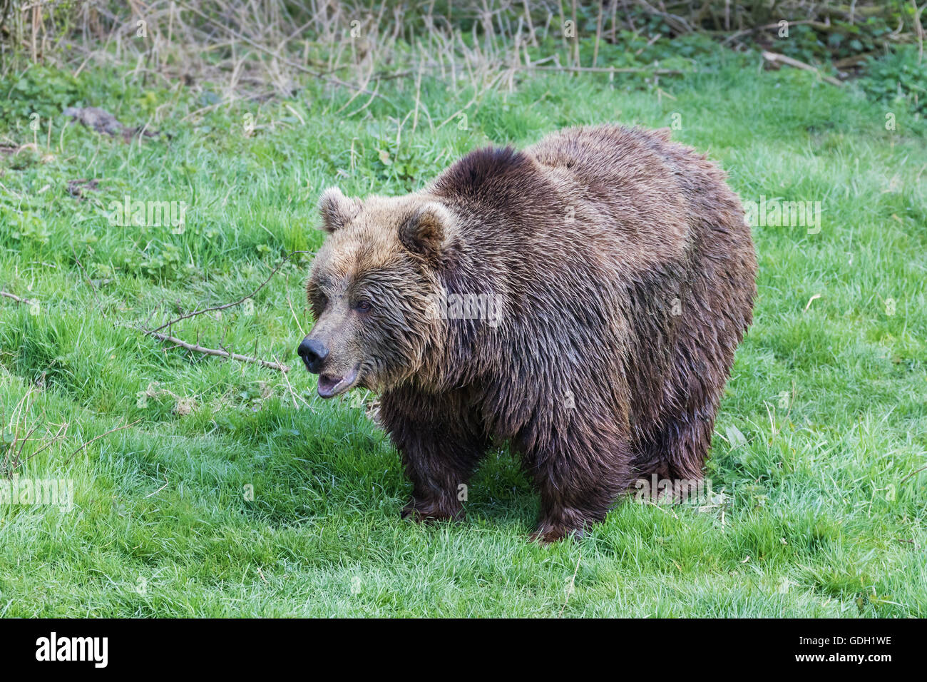 Brown Bear in grassland Stock Photo