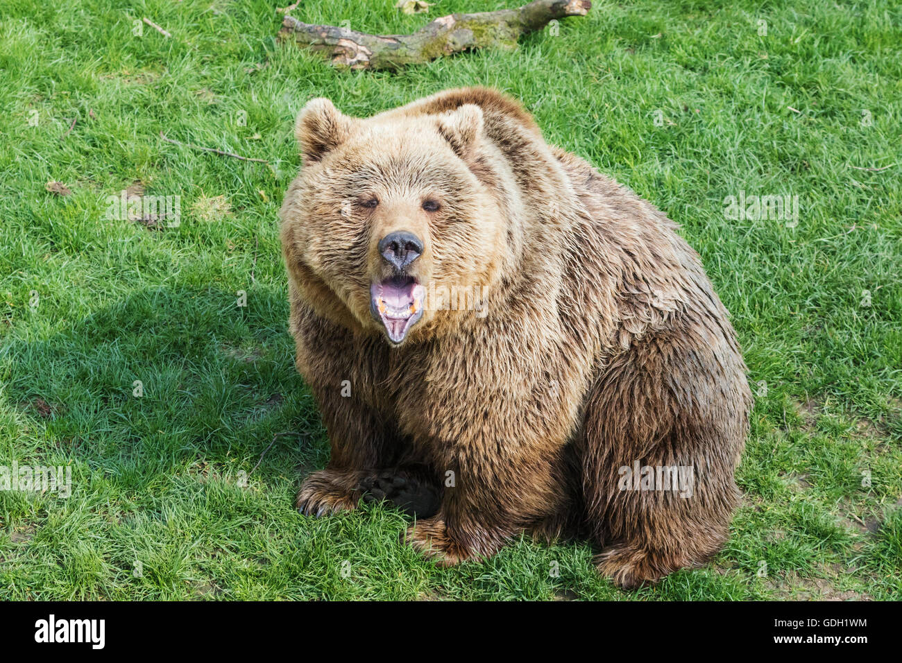 Brown Bear with its mouth open Stock Photo