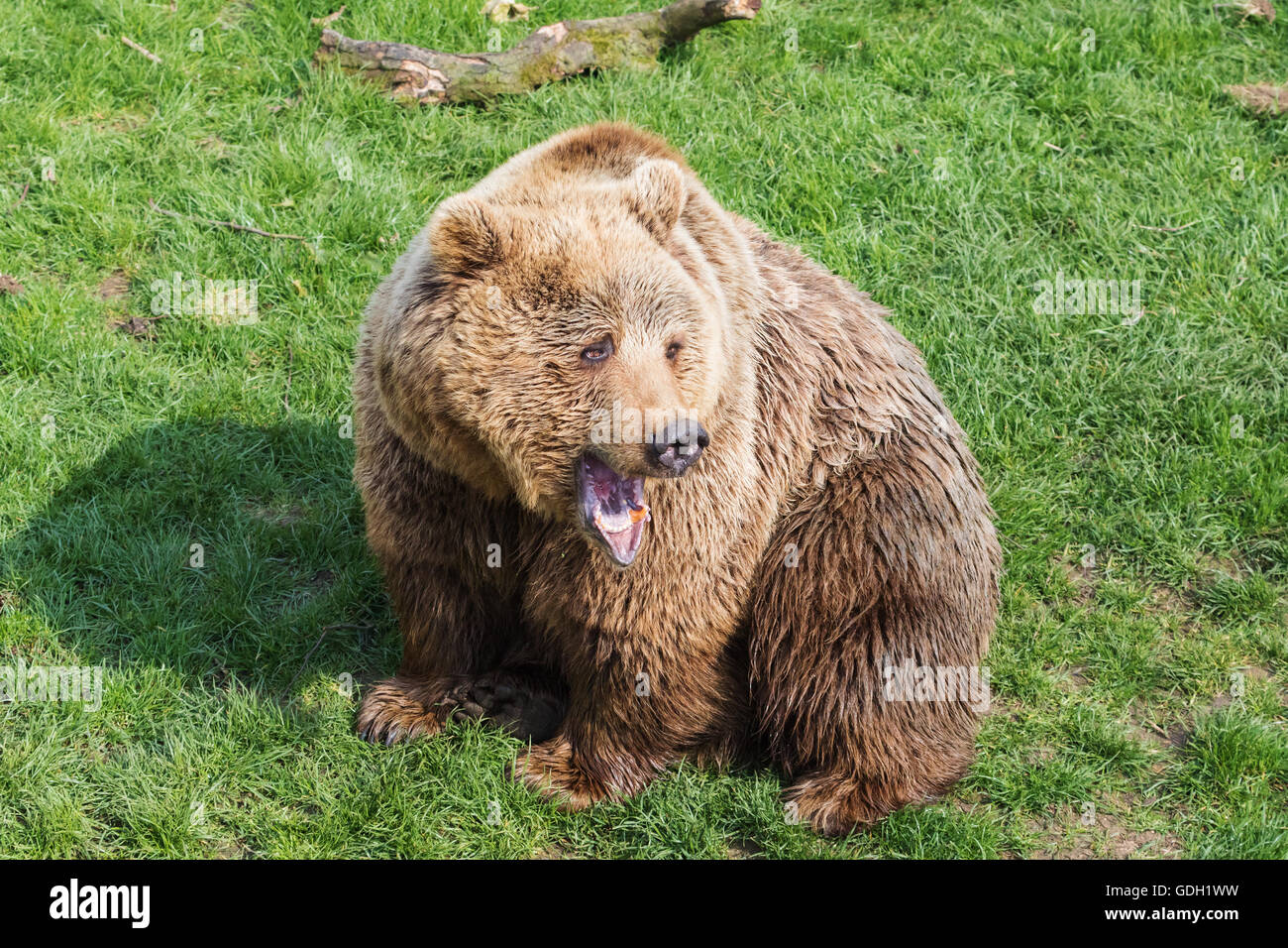 Brown Bear with head turned Stock Photo