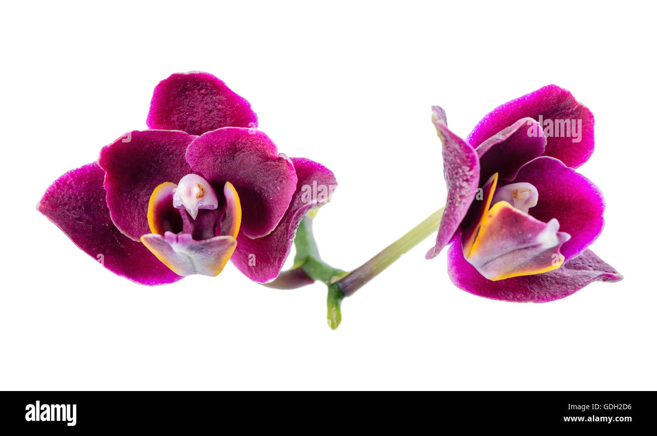 blooming beautiful dark in shades of purple orchid, phalaenopsis is isolated on white background, close up Stock Photo