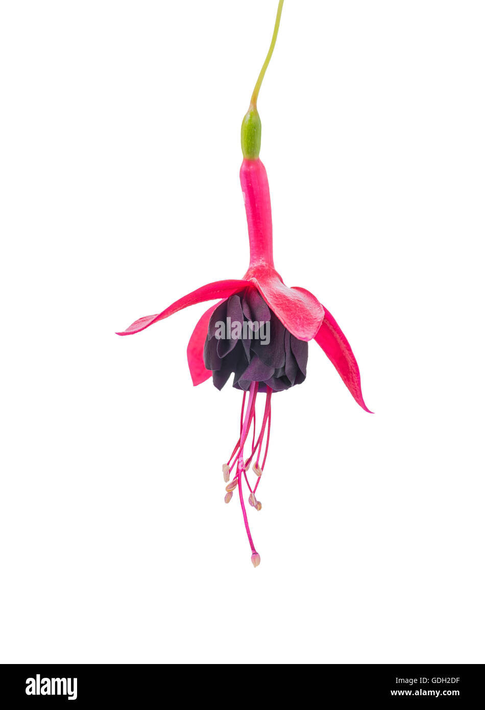 beautiful blooming in shades of red and dark purple fuchsia flower is isolated on background, Rohees New Millenium, close up Stock Photo