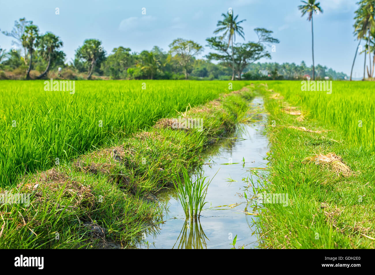 Indian landscape of growth rice plantation with creek, palm trees Stock