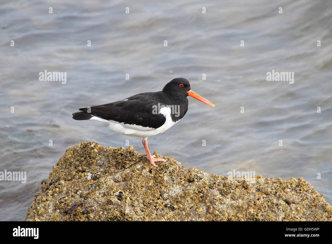 A Eurasian Oystercatcher (Haematopus ostralegus Stock Photo - Alamy