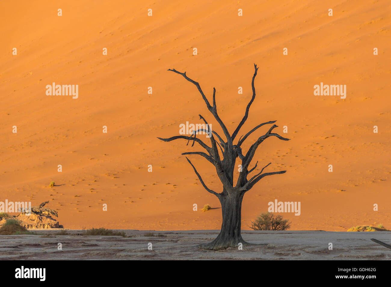 Dead tree, Deadvlei, Sossusvlei, Namib Desert, Namibia Stock Photo Alamy