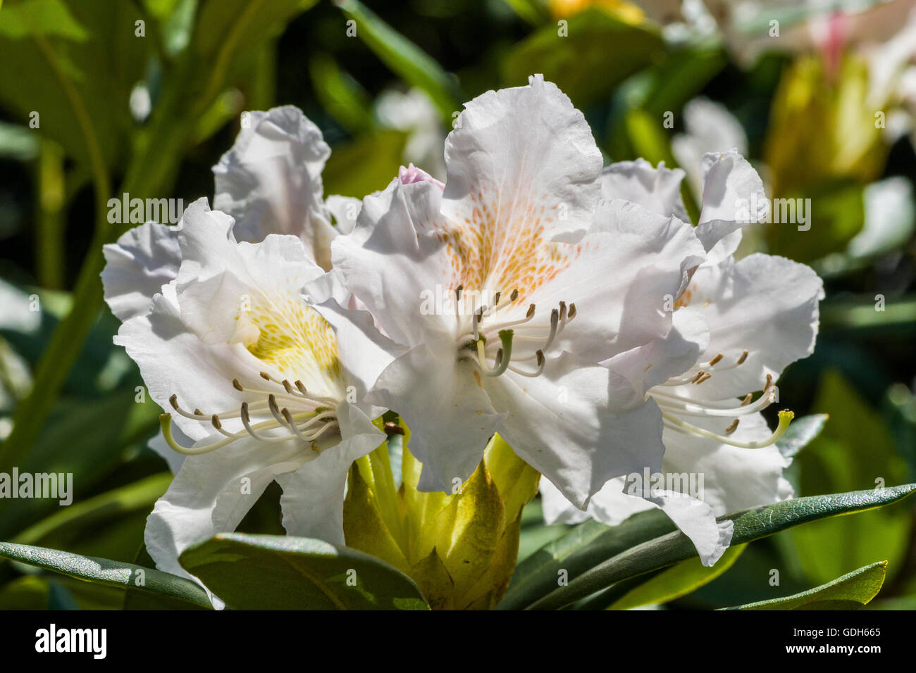 Blooming white blossom of a rhododendron bush (Rhododendron wardii var. puralbum), Dresden, Saxony, Germany Stock Photo