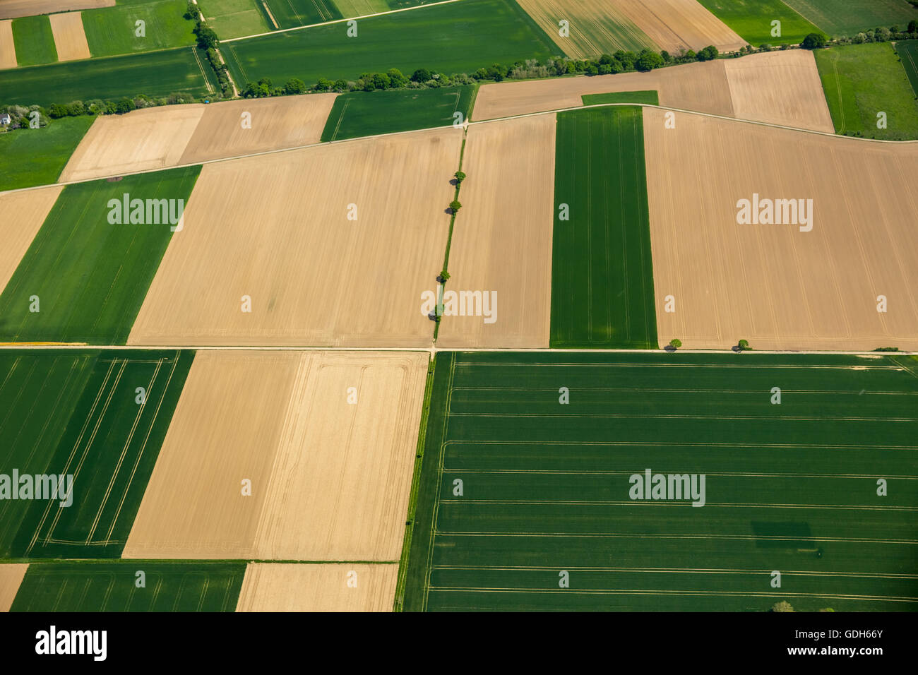 Aerial view, fields, cornfields, Neuss, Lower Rhine, North Rhine-Westphalia, Germany Stock Photo
