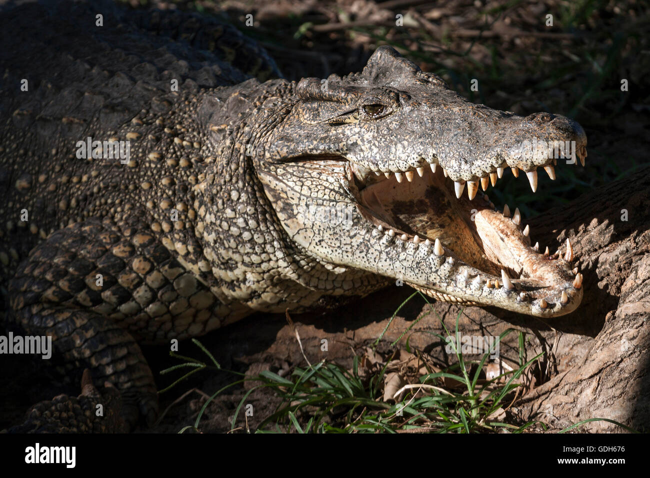 Crocodile (Crocodilia), captive, Crocodile Farm near Guama, Mantanzas Province, Cuba Stock Photo