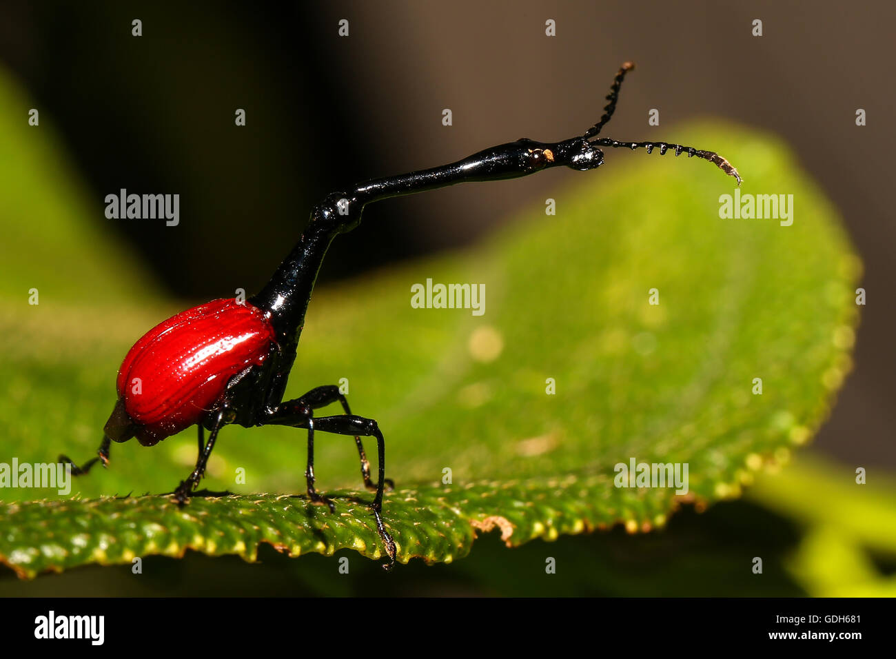 Trachelophorus giraffa hi-res stock photography and images - Alamy