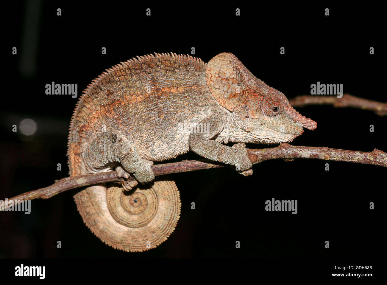 Short-horned chameleon (Calumma brevicorne) male, Analamazoatra, Andasibe-Mantadia National Park, eastern Madagascar, Madagascar Stock Photo