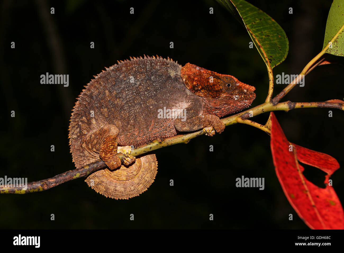 Short-horned chameleon (Calumma brevicorne) female, Analamazoatra, Andasibe-Mantadia National Park, eastern Madagascar Stock Photo