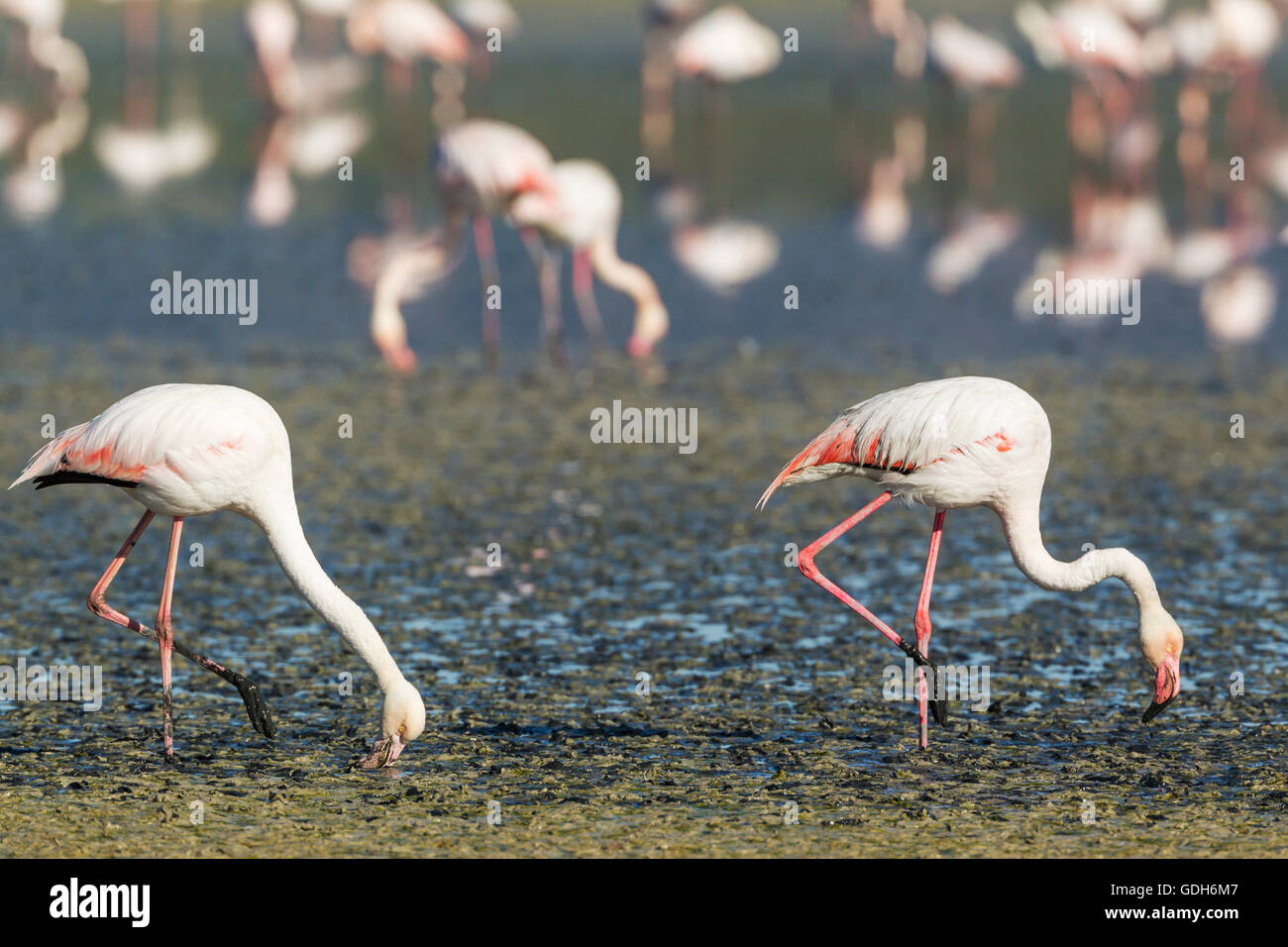 greater-flamingo-phoenicopterus-roseus-feeding-by-filtering-the