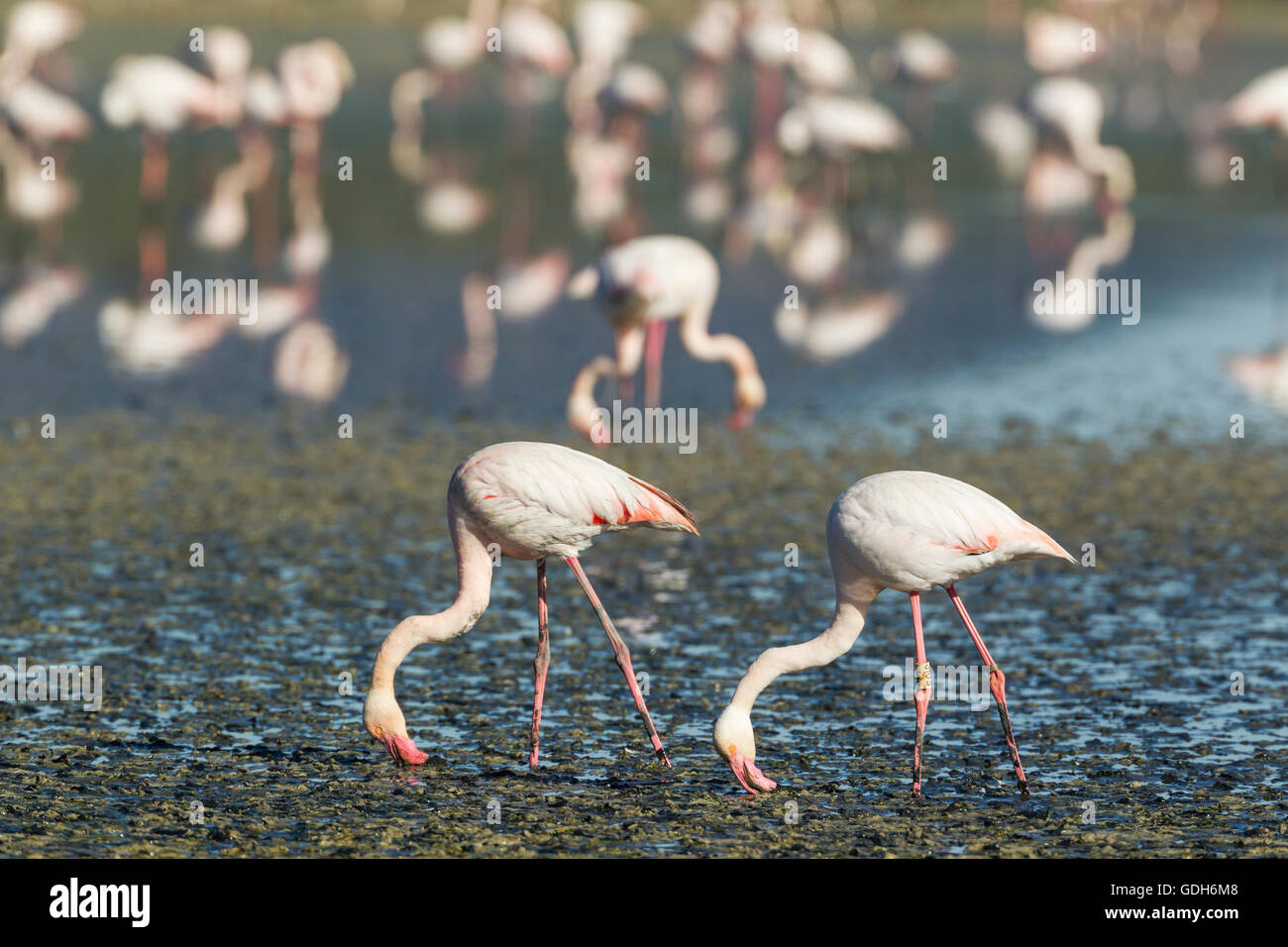 greater-flamingo-phoenicopterus-roseus-feeding-by-filtering-the