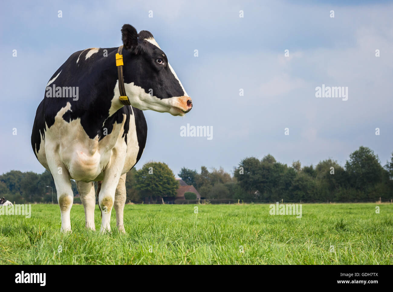 Dutch Holstein black and white cow in a meadow Stock Photo - Alamy