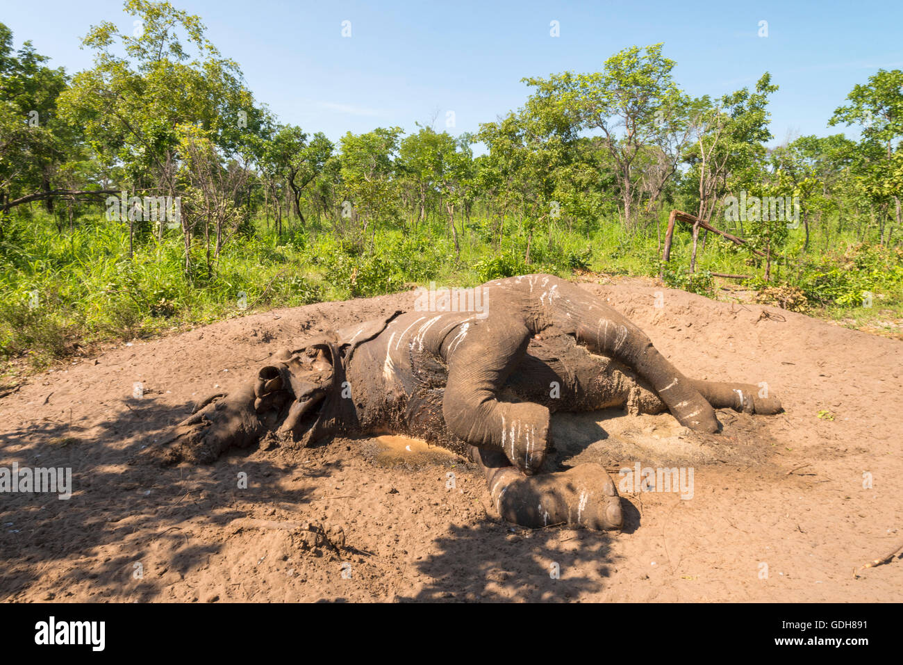 A dead African elephant seen in Zimbabwe's Zambezi National Park Stock ...