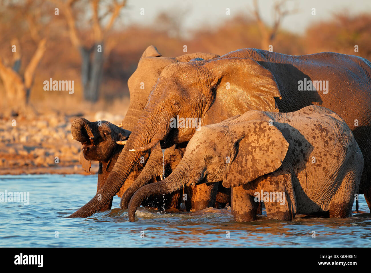 African elephants (Loxodonta africana) drinking water, Etosha National Park, Namibia Stock Photo