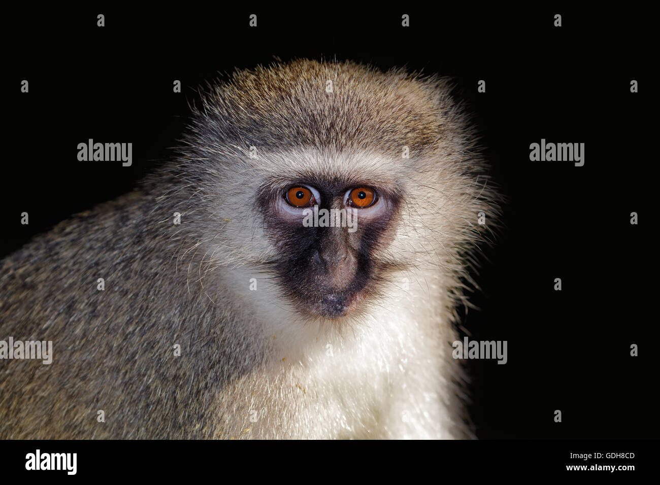 Portrait of a vervet monkey (Cercopithecus aethiops) against a dark background, South Africa Stock Photo
