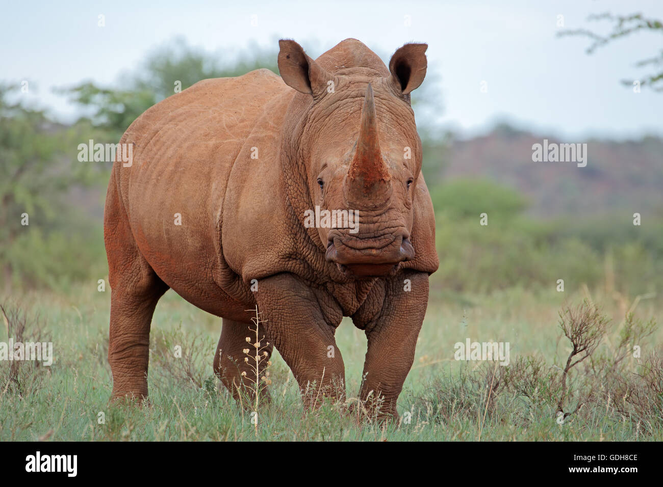 A white rhinoceros (Ceratotherium simum) in natural habitat, South Africa Stock Photo