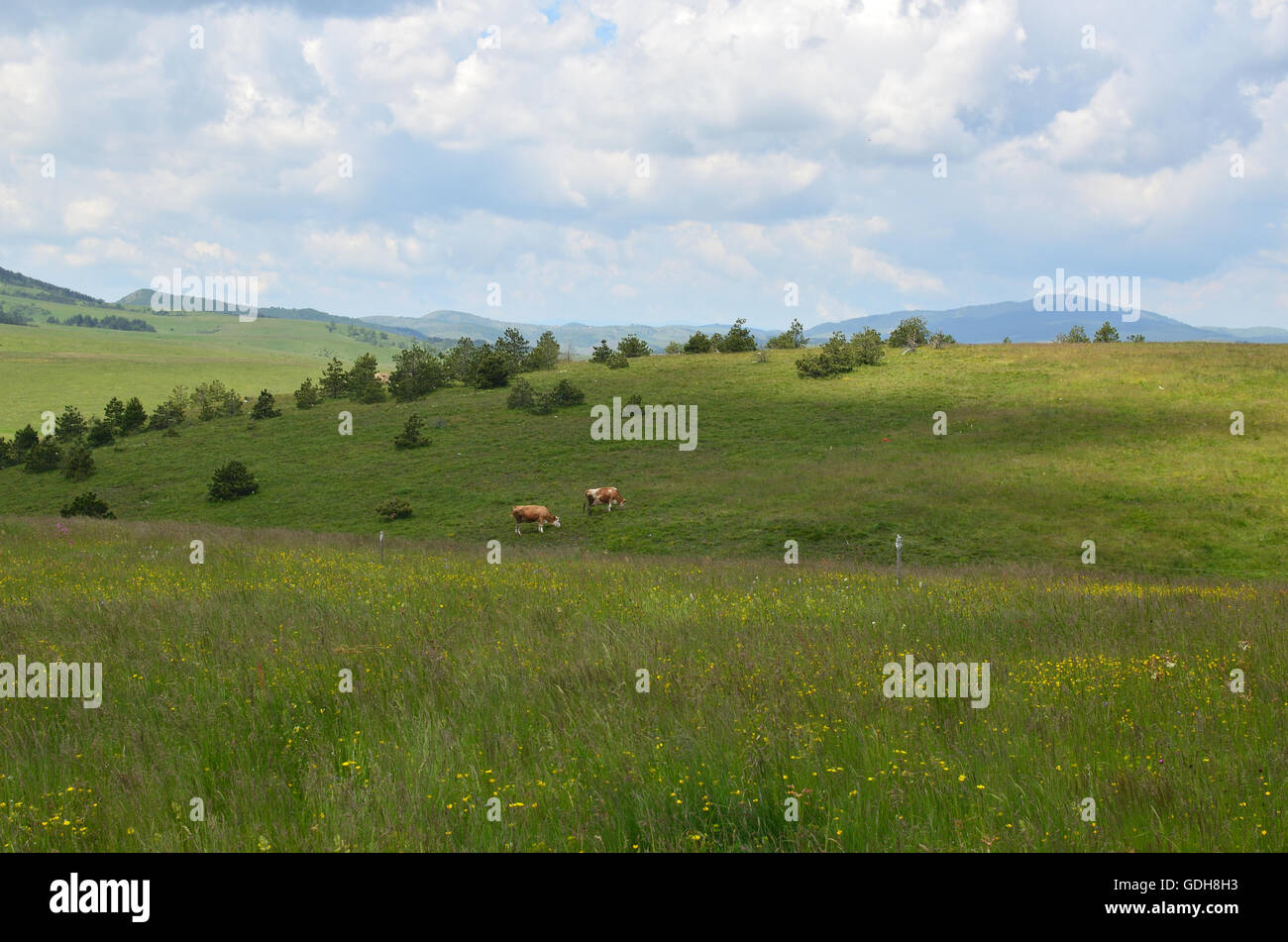 Two cows grazing on pasture on a spring cloudy day Stock Photo - Alamy