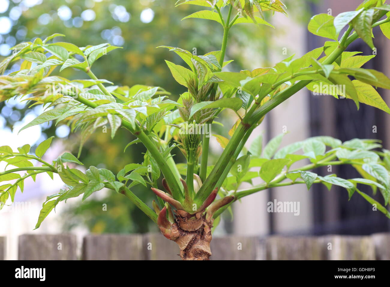 Japanese angelica-tree (Aralia elata) in Japan Stock Photo