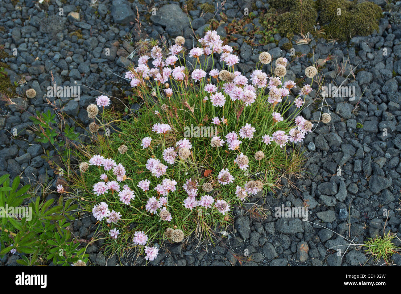 Iceland: pink flowers growing on lava ground covered with a green carpet of moss Stock Photo