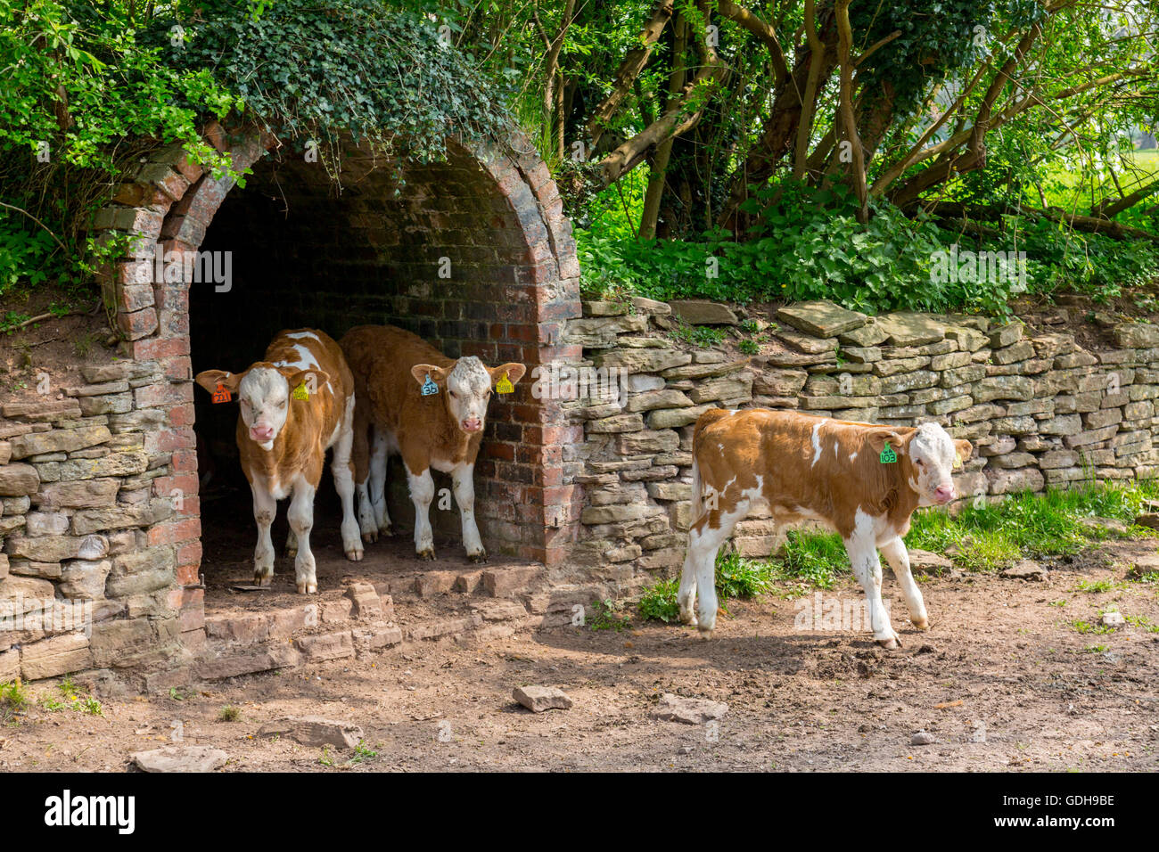 Hereford x Charolais calves at Hampton Court Castle, Herefordshire