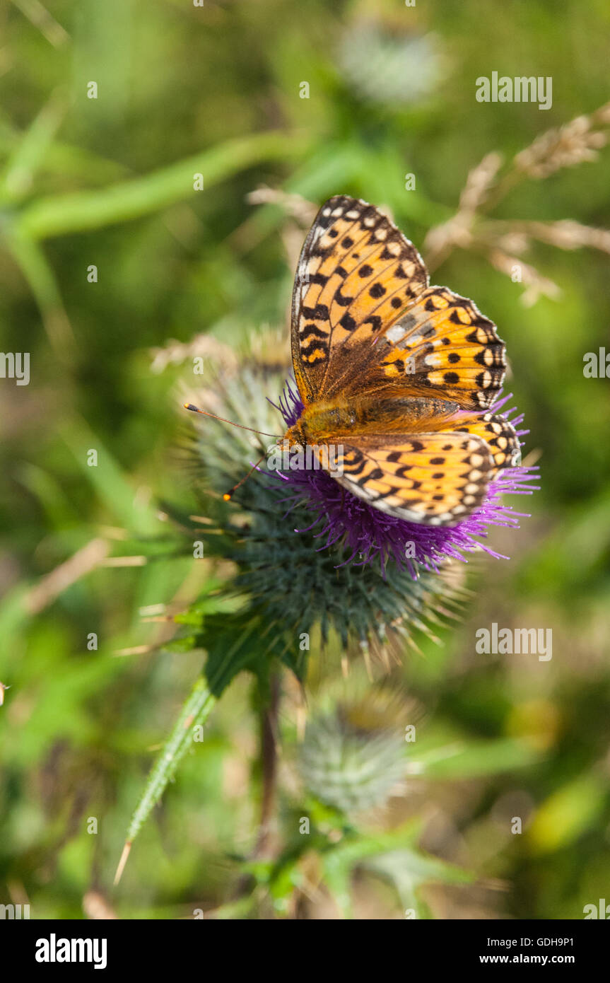 Marsh Fritillary (Euphydryas aurinia) Butterfly on Scot's Thistle (Onopordum acanthium)Threave nr Castle Douglas Dumfries & galloway Scotland Stock Photo