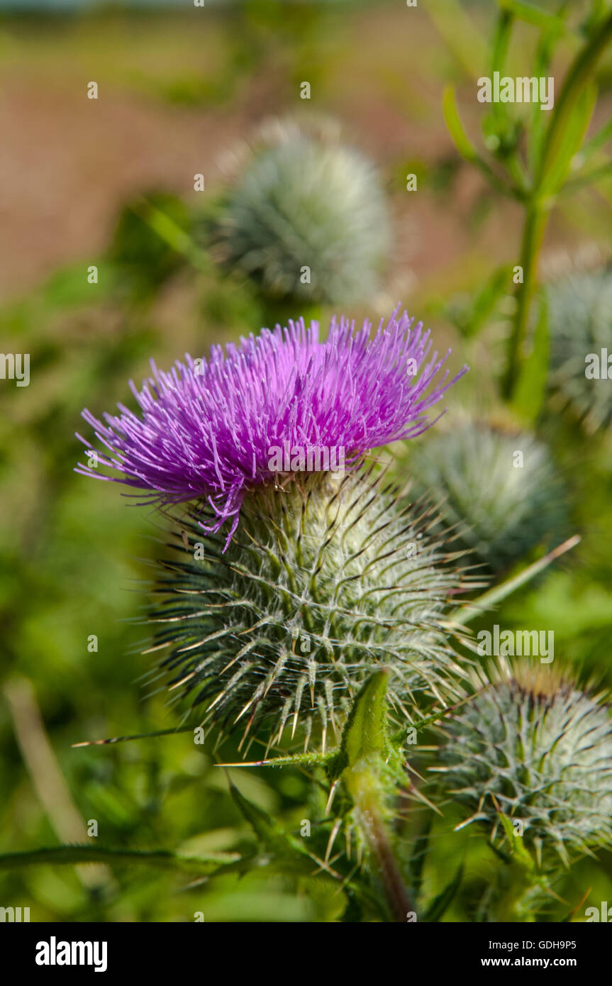 Scot's Thistle (Onopordum acanthium) in field Threave nr Castle Douglas Dumfries & Galloway Scotland Stock Photo