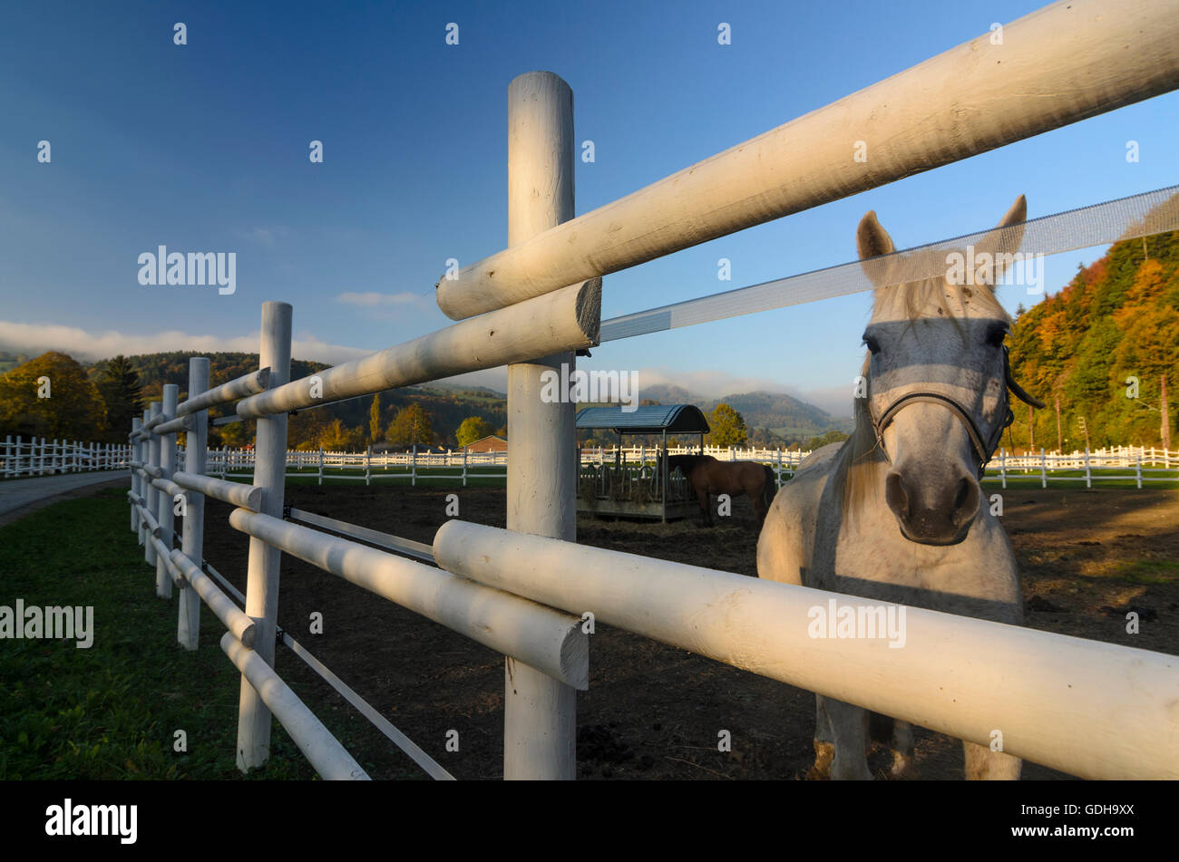 Kirchberg an der Pielach: Horse, equestrian farm, Austria, Niederösterreich, Lower Austria, Mostviertel Stock Photo