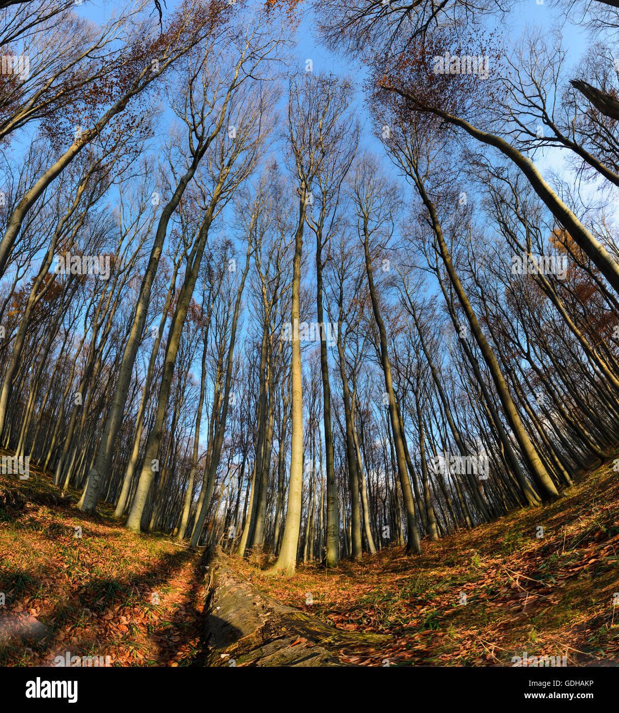 Mauerbach: primeval Forest with fallen trees, Austria, Niederösterreich, Lower Austria, Wienerwald, Vienna Woods Stock Photo