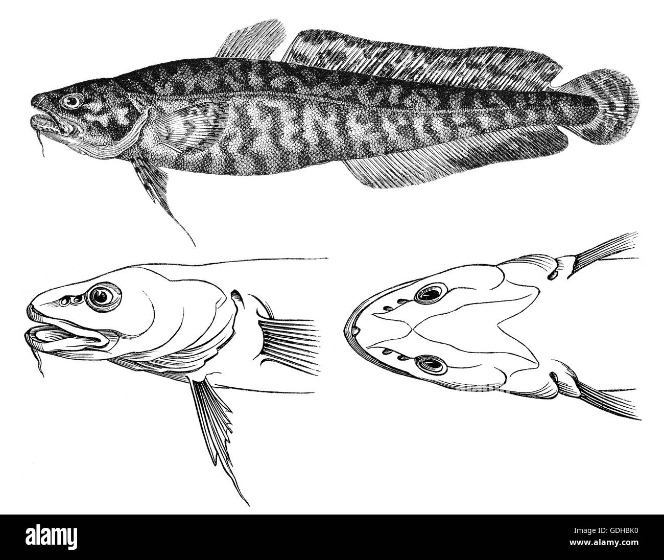 The burbot (Lota lota) or bubbot, Quappe Stock Photo