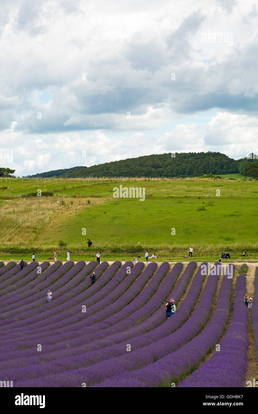 Visitors enjoy the lavender on an Open Day at Lordington Lavender Farm, West Sussex UK in July - people walking through rows of lavender Stock Photo