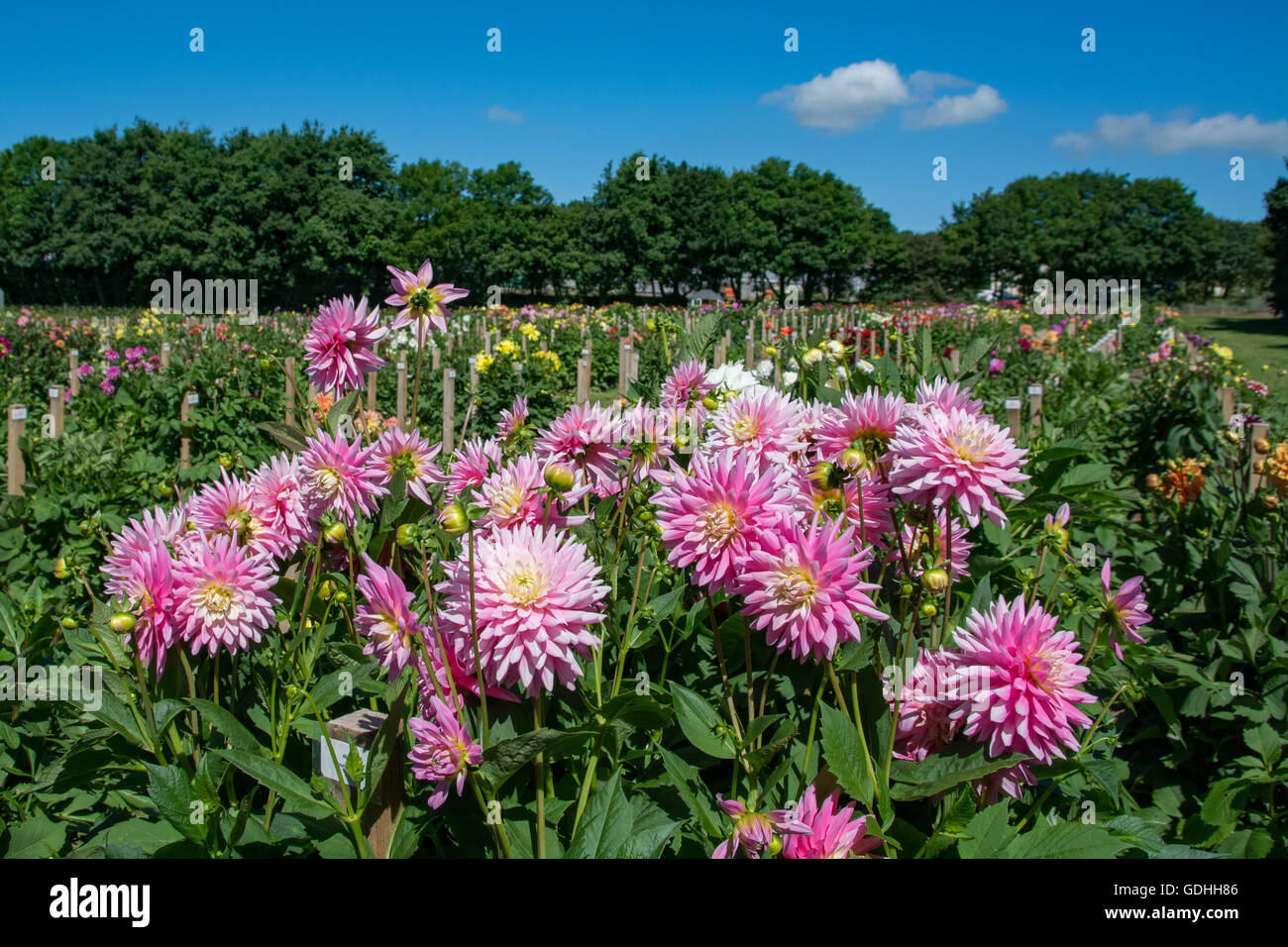 National dahlia collection hires stock photography and images Alamy