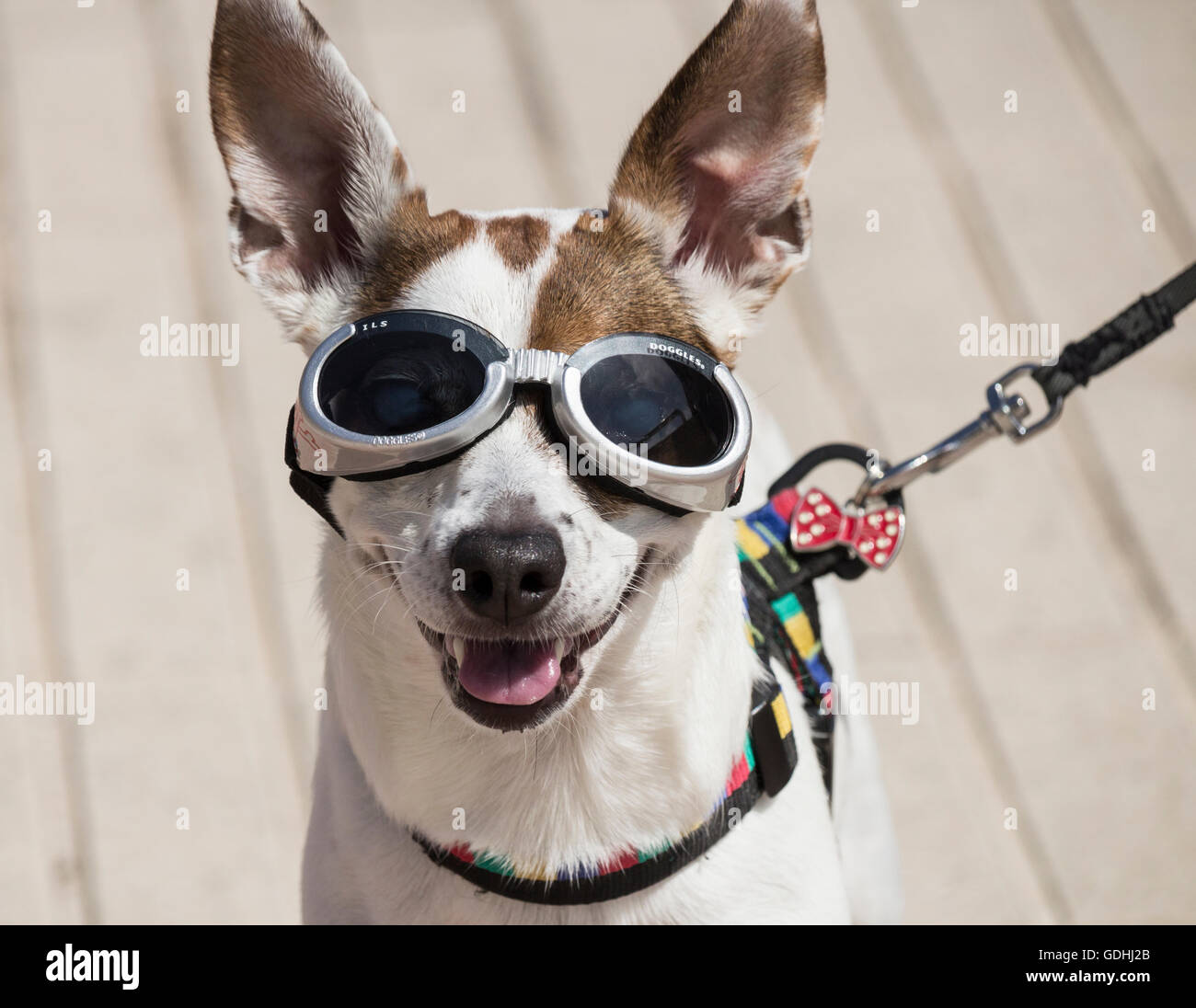 Doggles hires stock photography and images Alamy