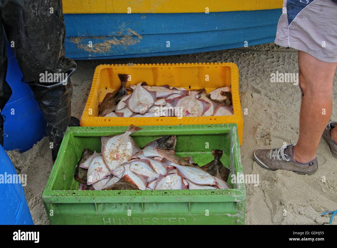 Piaski, Poland 17th, July 2016 Fishermen in Piaski return from the Baltic sea with caught flounders. Flounders (Platichthys flesus) and herring are the main basic species of fish caught this time of year in Baltic by Polish fishermen. Stock Photo